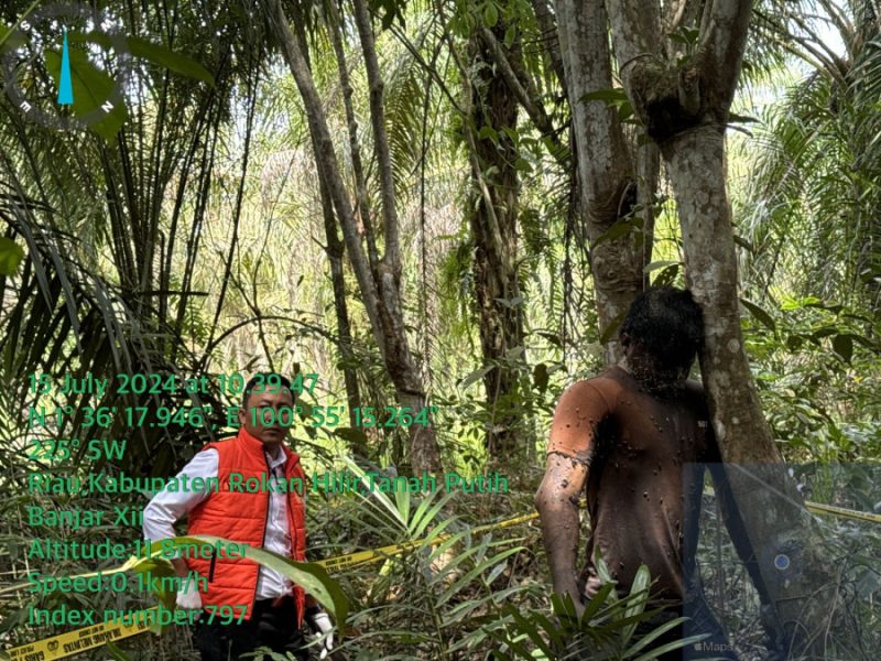 Mayat Tergantung Di Temukan Warga Yang Hendak Memanen Sawit