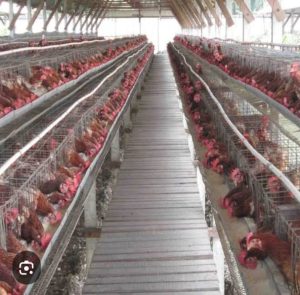 FORKOPINCAM CEMPAKA BERSAMA  DUKUNG DAN SEPAKATI  PEMBANGUNAN KANDANG AYAM