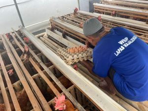 Ketahanan Pangan Lapas Majalengka Penen Telur Ayam