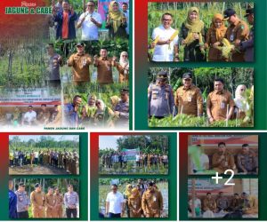 Panen Jagung dan Cabe Perdana Dukung Program Ketahanan Pangan Desa Pambang Baru
