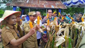 Panen Raya Perdana Jagung di Kepenghuluan Pasir Putih, Wakil Bupati Serahkan Benih Jagung